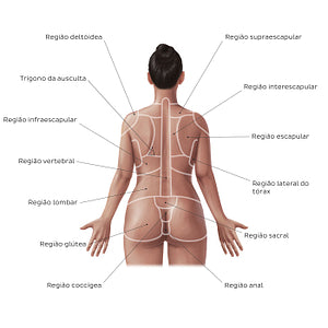 Regions of the back and buttocks (Portuguese)