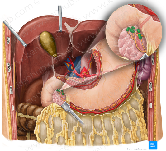 Subpyloric lymph nodes (#7115)