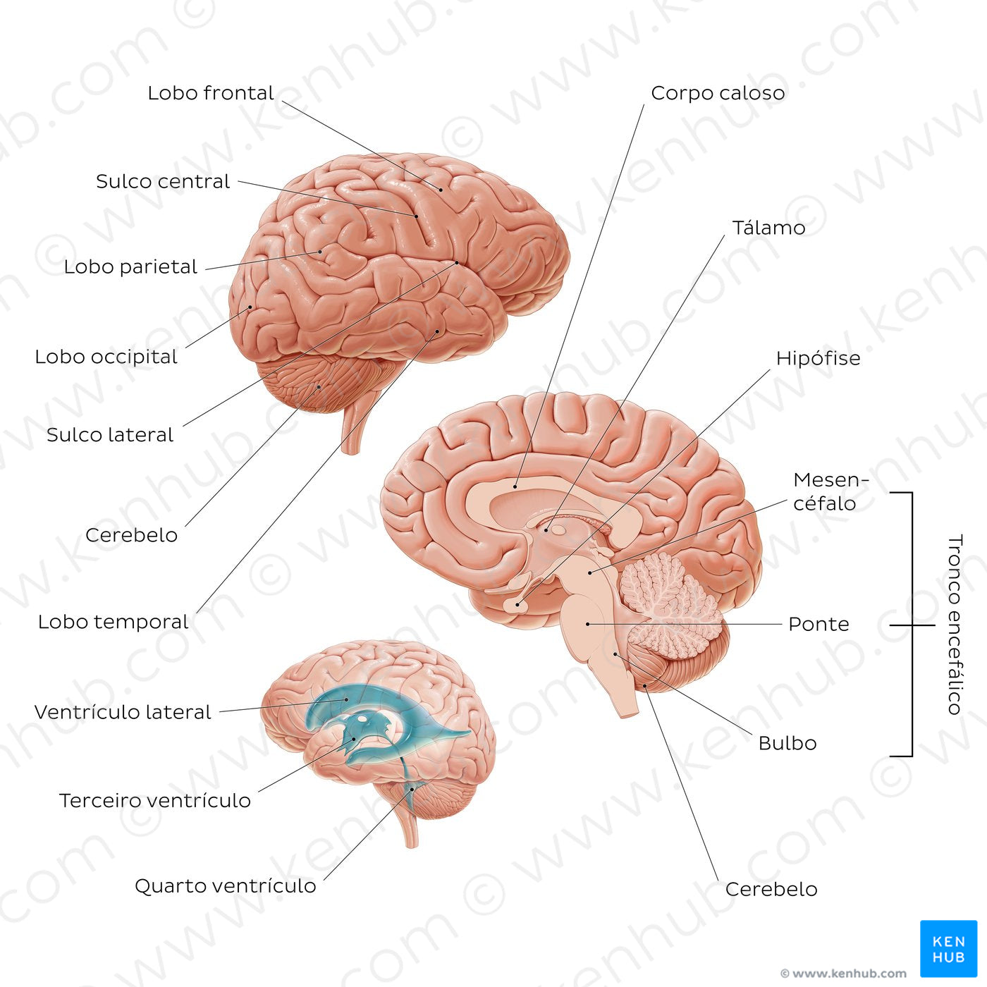 Introduction to the brain (Portuguese)