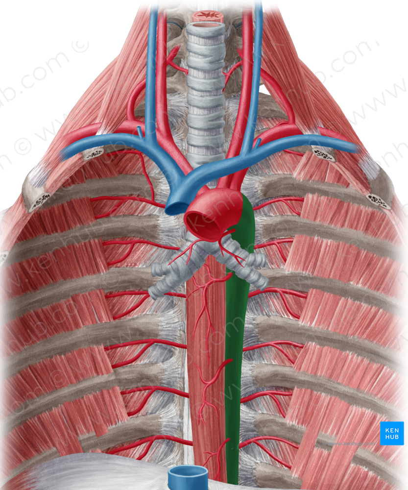 Descending thoracic aorta (#742)