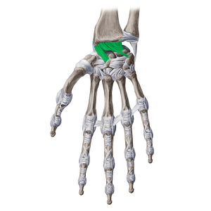 Palmar radiocarpal ligament (#4607)