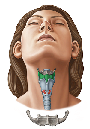 Thyrohyoid membrane (#11631)