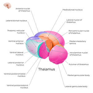 Thalamic nuclei (English)