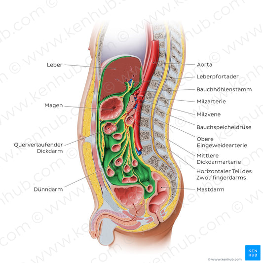 Peritoneal relations (German)