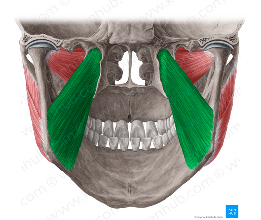 Medial pterygoid muscle (#5796)