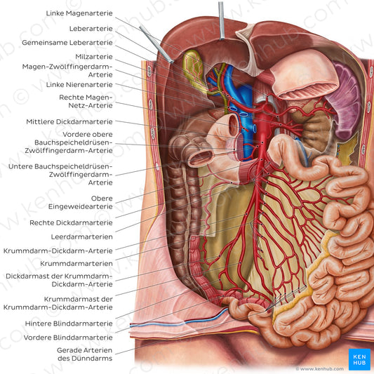 Arteries of the small intestine (German)
