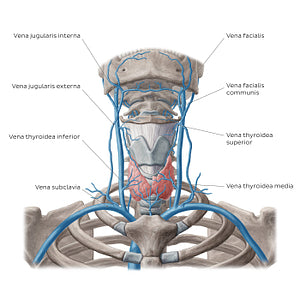 Veins of the thyroid gland (Latin)