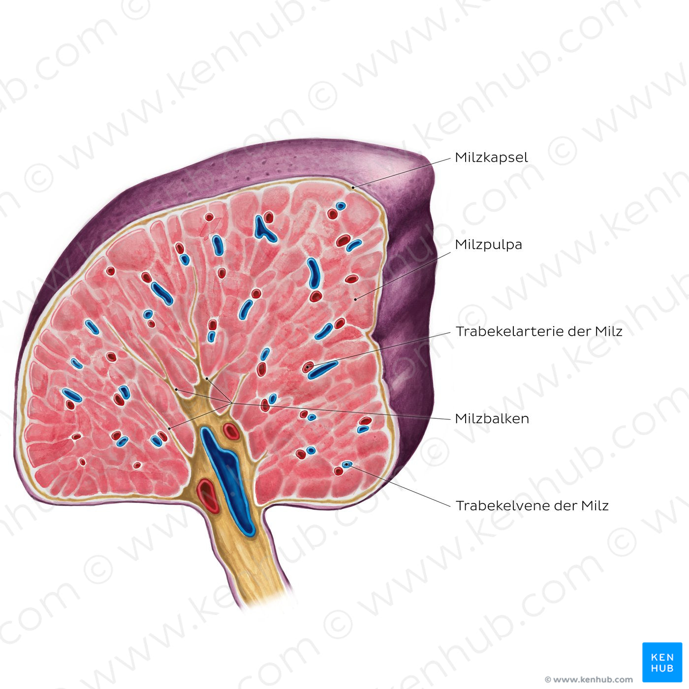 Cross section of the spleen (German)