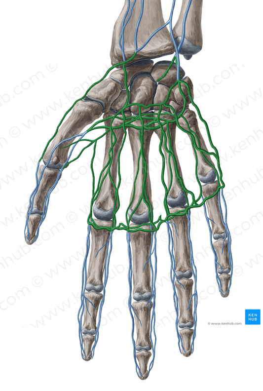 Superficial and deep palmar venous arches (#857)