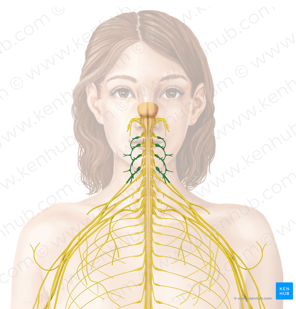 Cervical plexus (#7972)