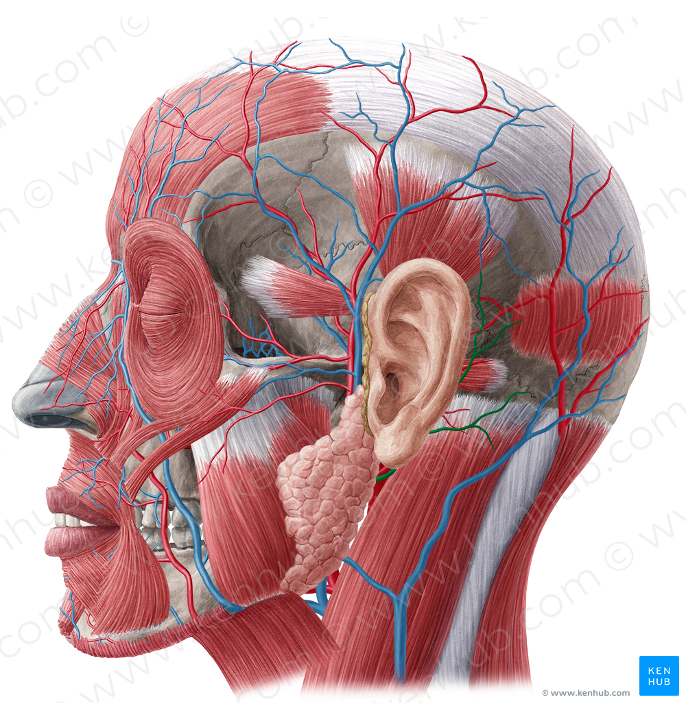 Posterior auricular vein (#9956)