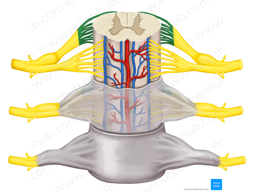 Rootlets of posterior root (#3642)