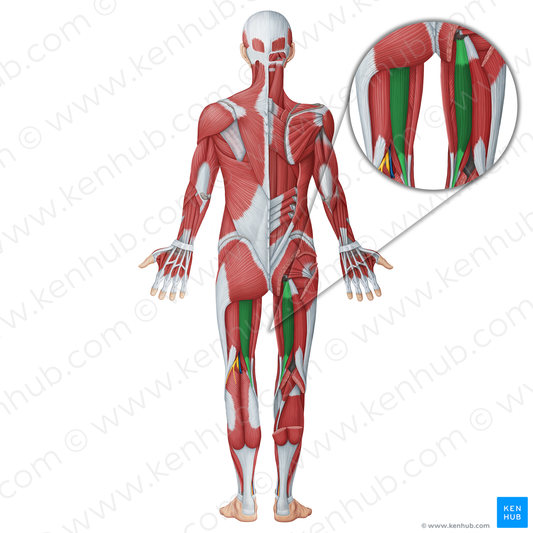 Semitendinosus muscle (#18742)