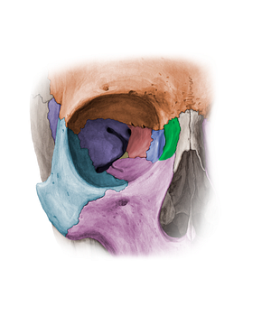 Frontal process of maxilla (#11356)