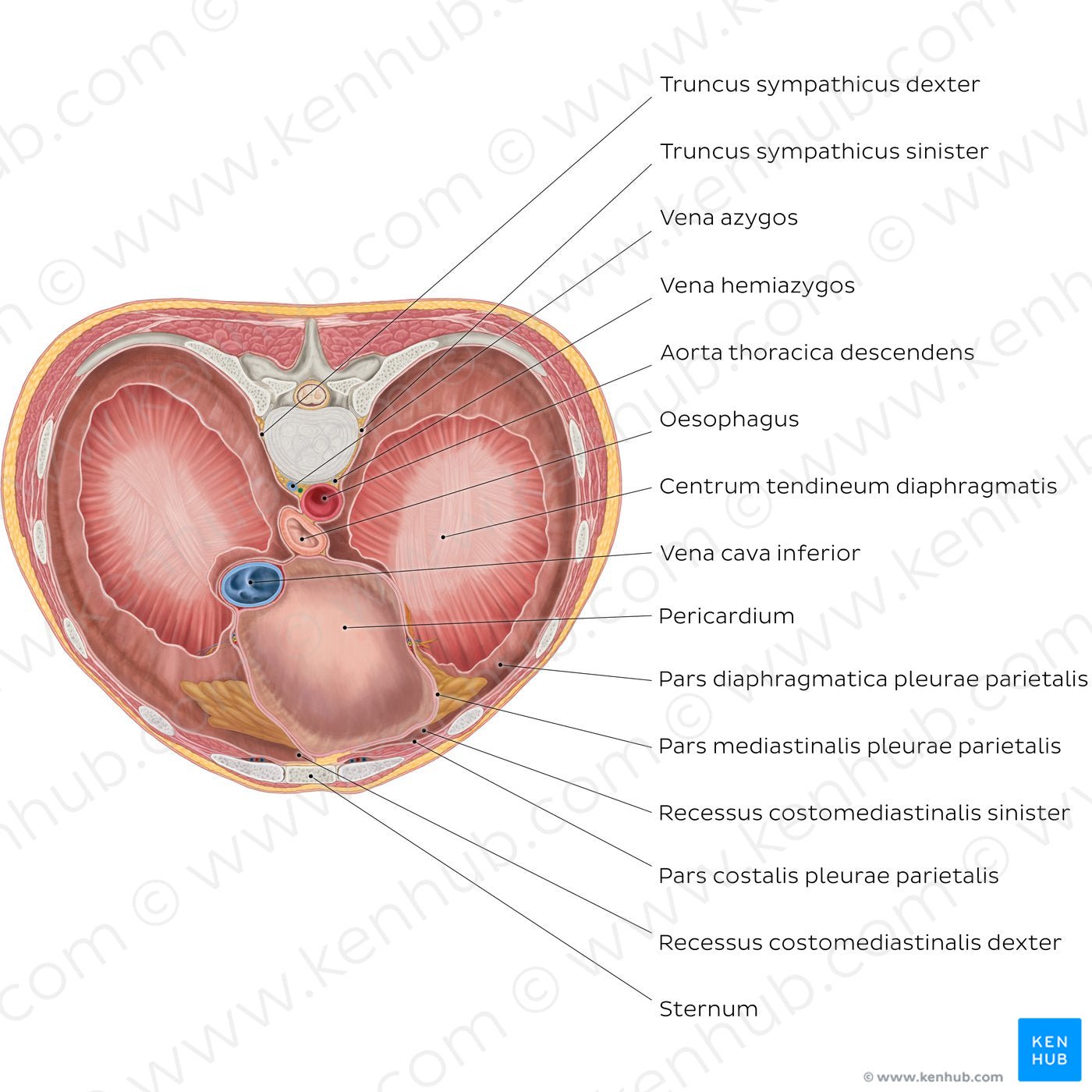 Thoracic surface of the diaphragm (Latin)