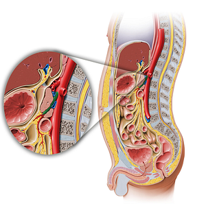 Superior mesenteric artery (#1539)