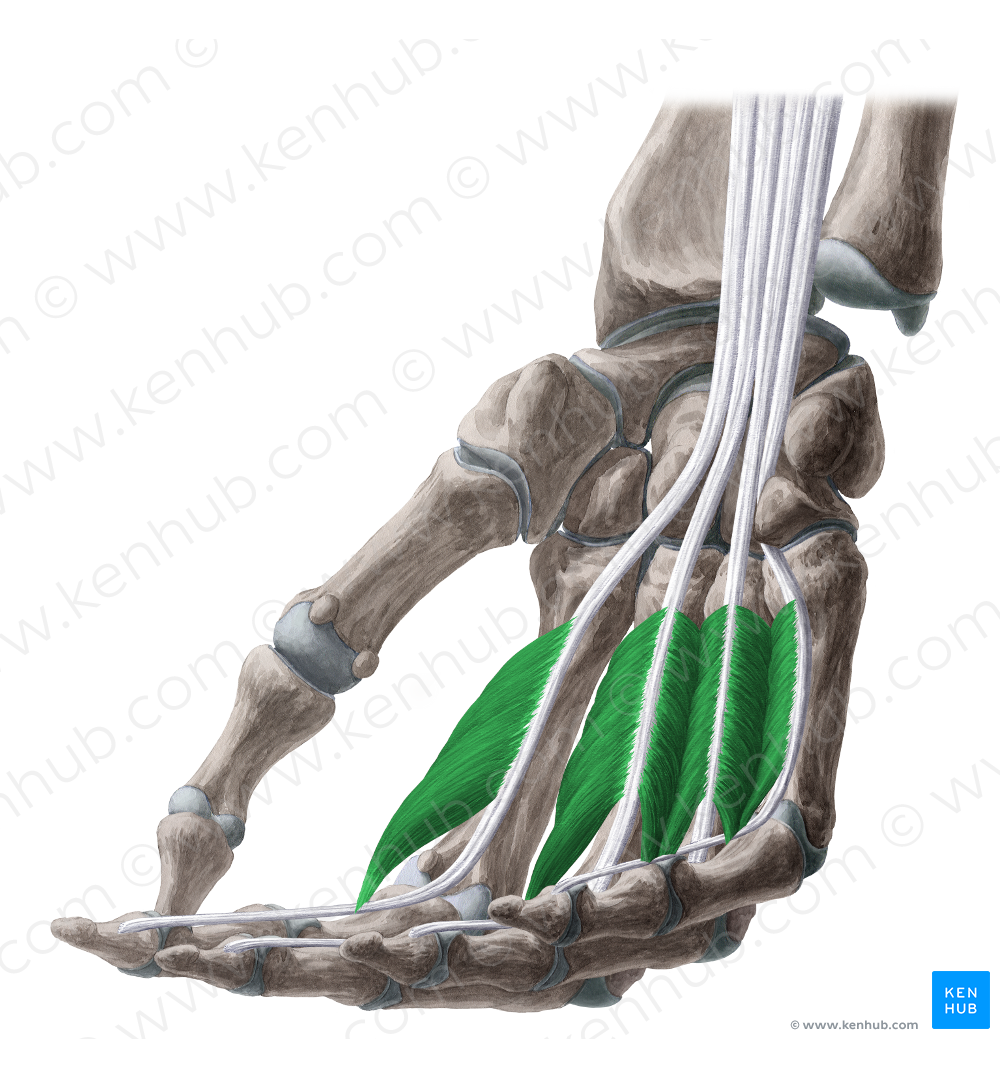 Lumbrical muscles of hand (#5149)