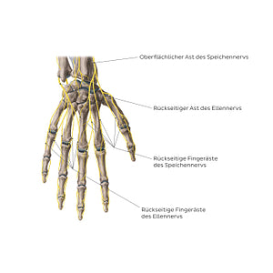 Nerves of the hand: Dorsal view (German)