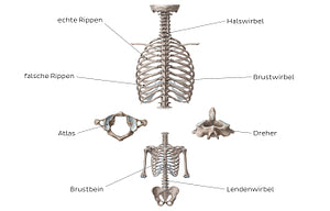 Main bones of the trunk (German)