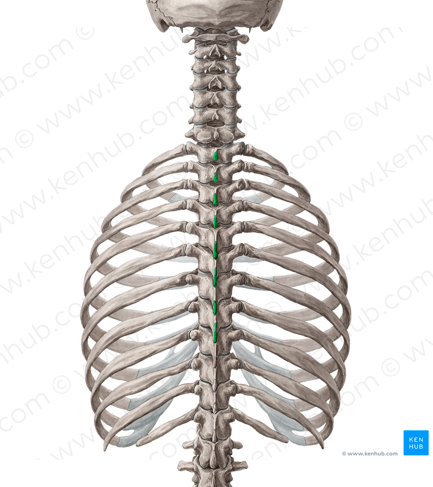 Spinous processes of vertebrae T1-T8 (#8270)