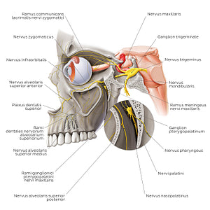 Maxillary nerve (Latin)