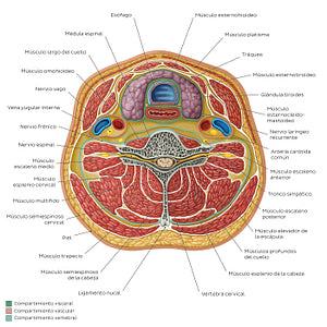 Compartments of the neck: Contents (Spanish)