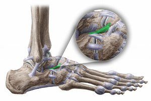 Calcaneonavicular ligament (#11473)
