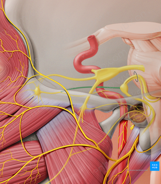 Greater petrosal nerve (#6669)