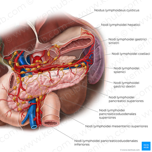 Lymphatics of the pancreas, duodenum and spleen (Latin)