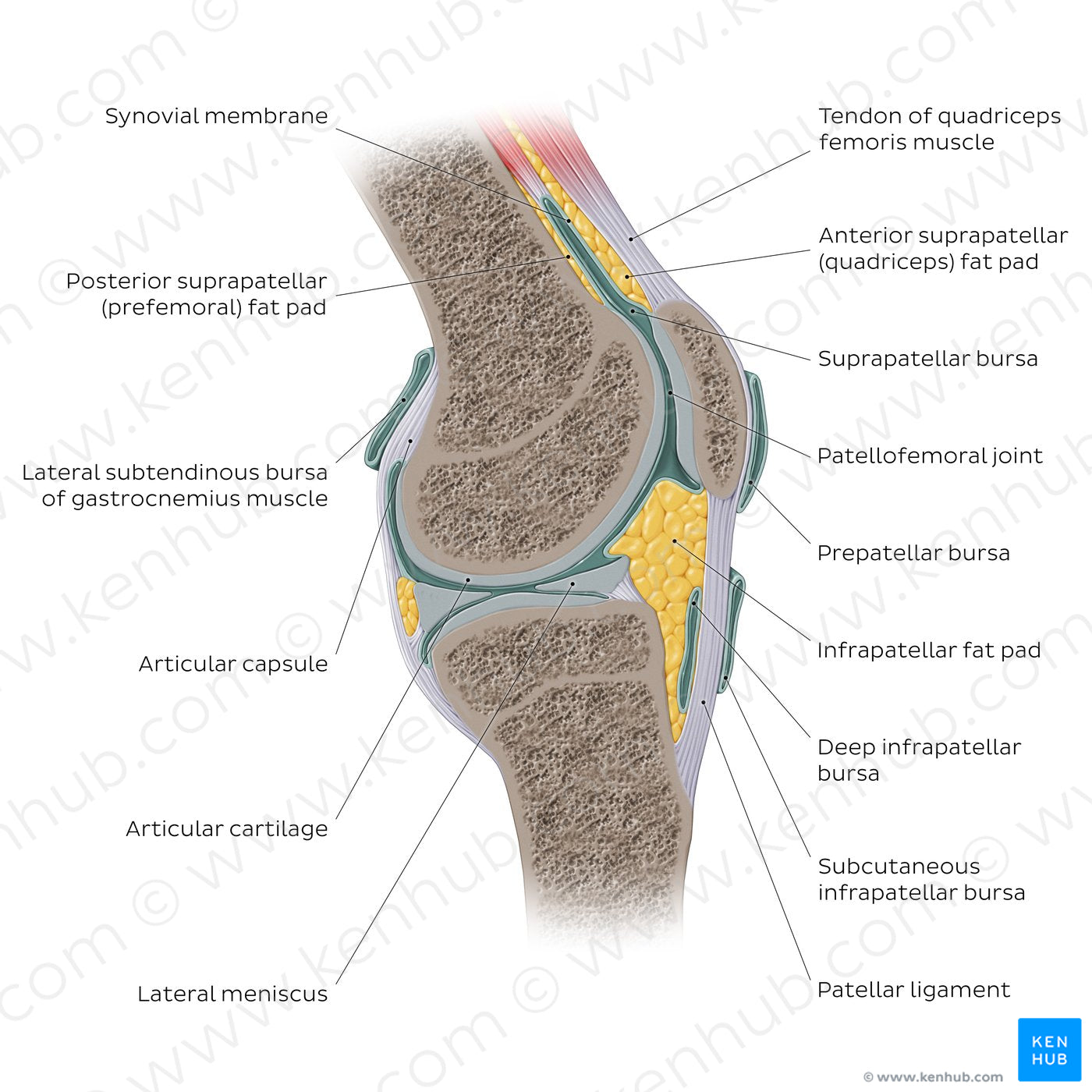 Knee joint - sagittal (English)