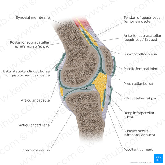 Knee joint - sagittal (English)