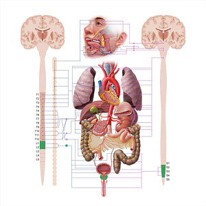 Prostate (#18580)