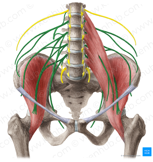 Lumbar plexus (#8006)