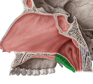 Soft palate (#7591)