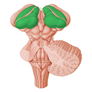 Thalamus (#9438)