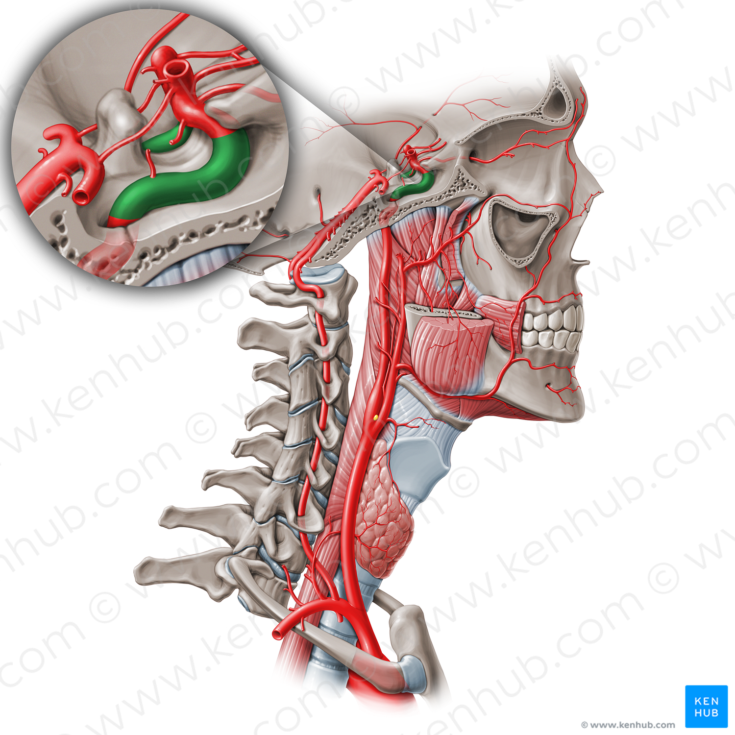 Cavernous part of internal carotid artery (C4) (#19559)