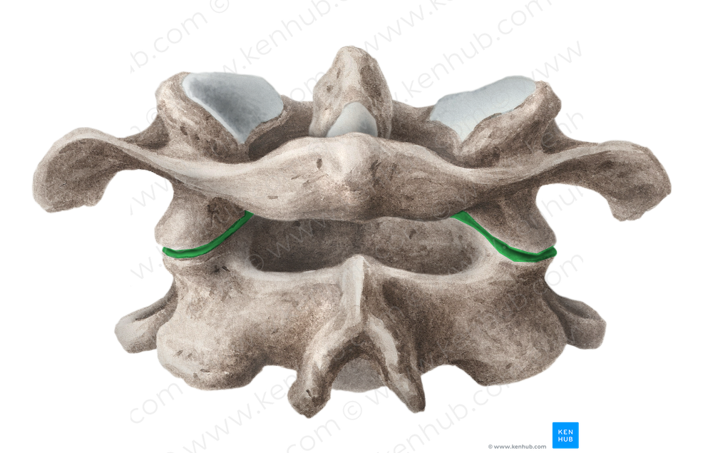 Lateral atlantoaxial joint (#2001)