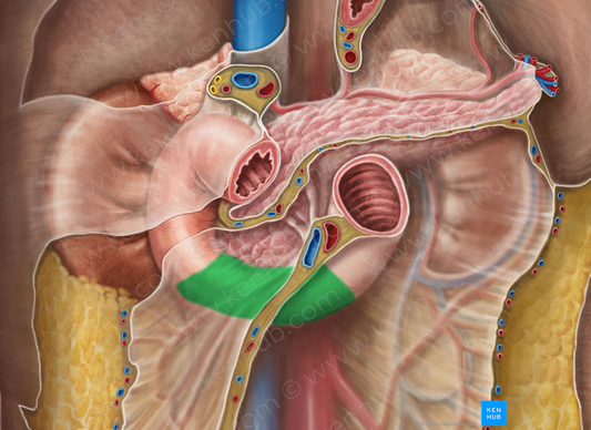 Horizontal part of duodenum (#7712)