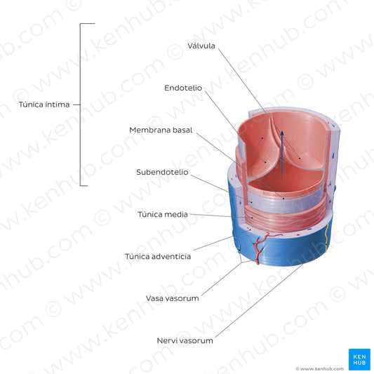 Structure of blood vessels: Vein (Spanish)