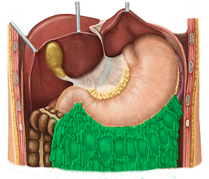 Greater omentum (#7321)