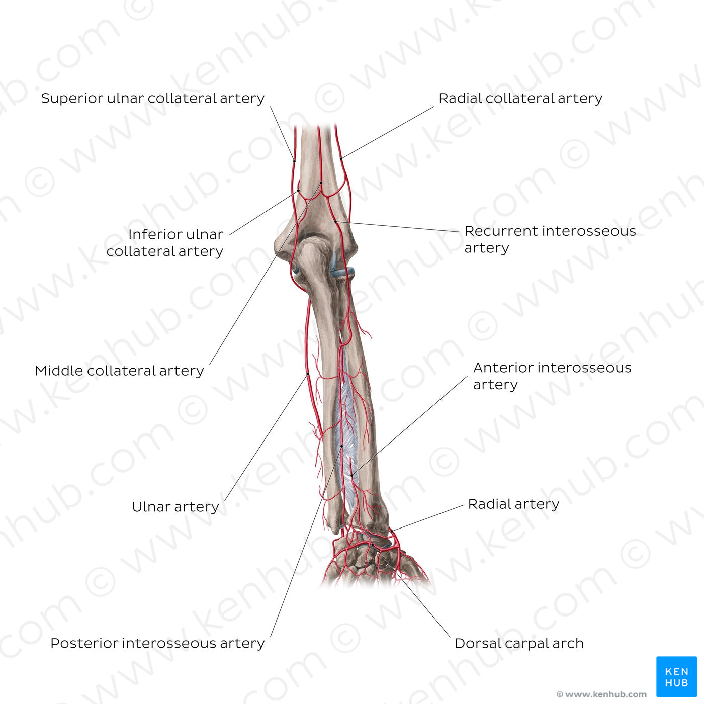 Arteries of the forearm: Posterior view (English)