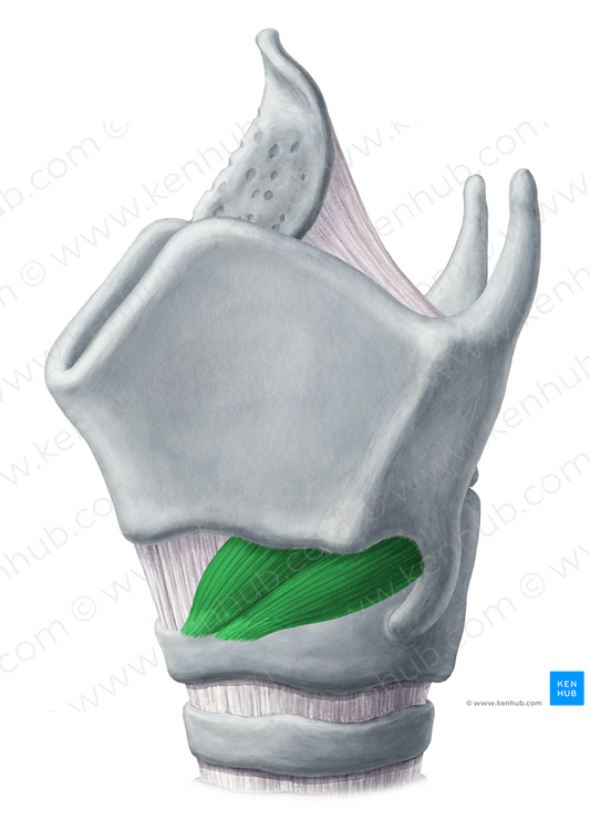 Cricothyroid muscle (#5284)