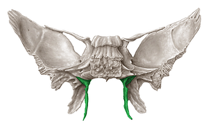 Medial plate of pterygoid process of sphenoid bone (#4400)