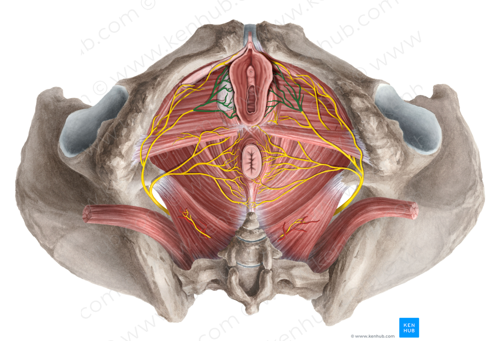 Posterior labial nerves (#6254)