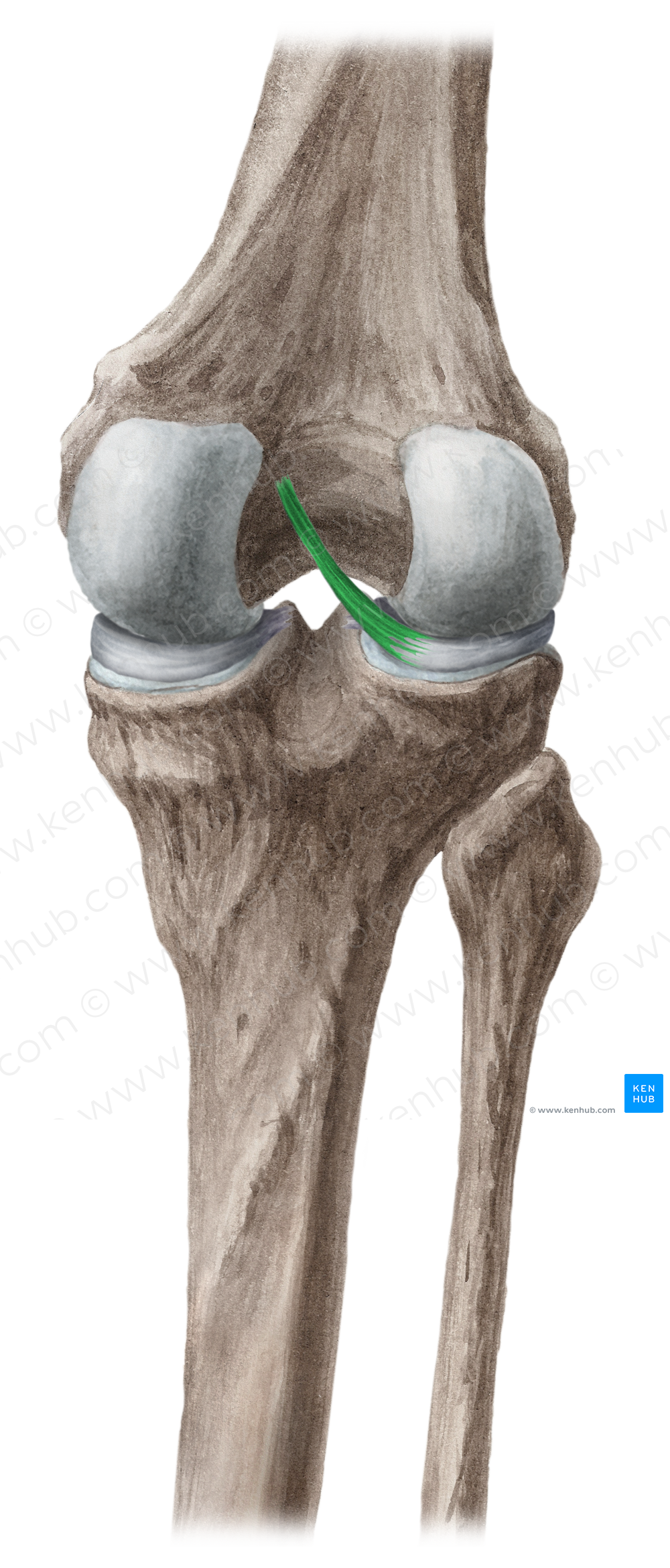 Posterior meniscofemoral ligament (#4578)