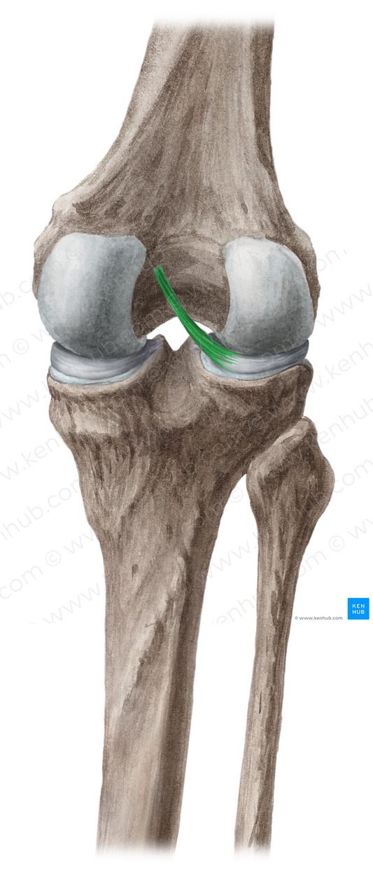 Posterior meniscofemoral ligament (#4578)