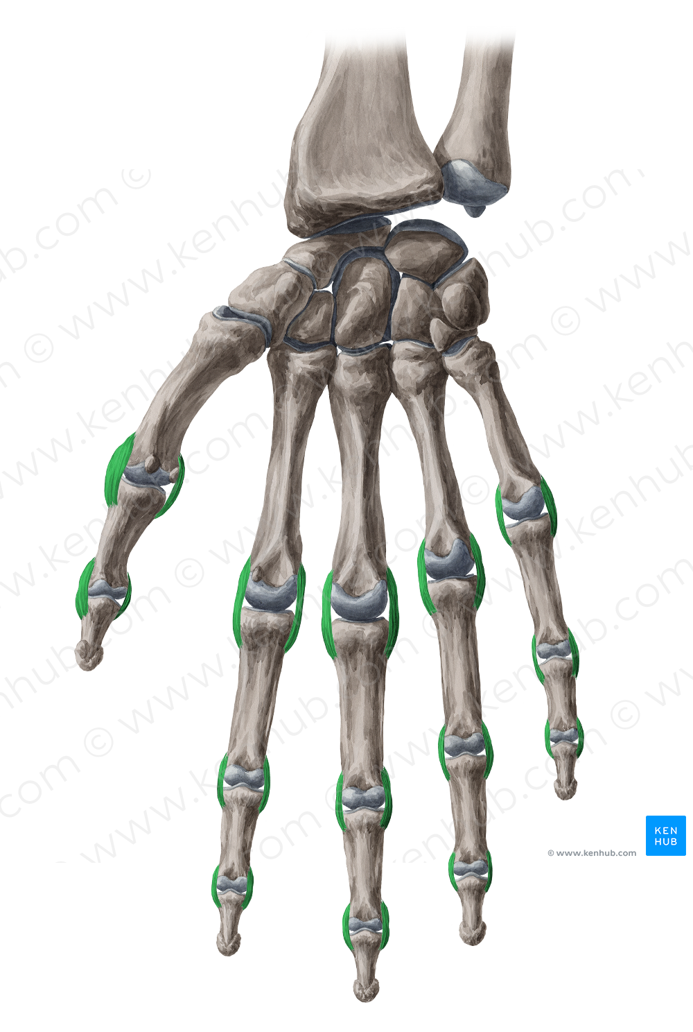 Collateral ligaments of interphalageal and metacarpophalangeal joints (#4457)