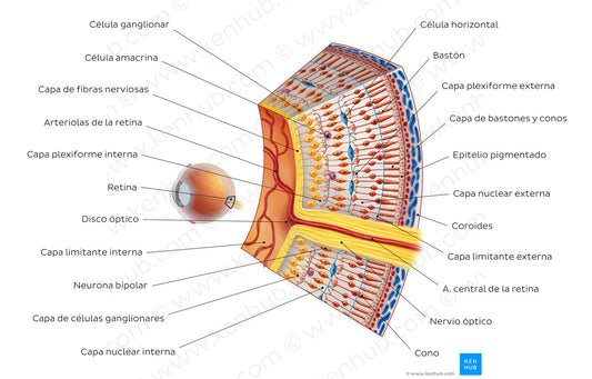 Retina I (Spanish)