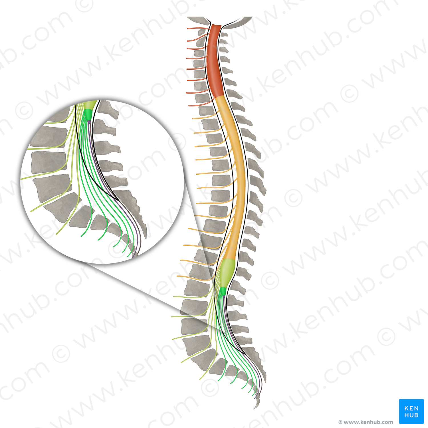 Spinal nerves S1-S5 (#16139)