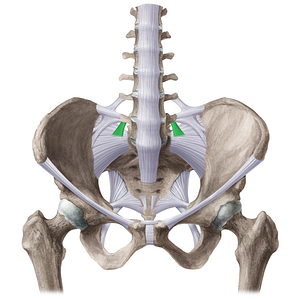Lateral lumbosacral ligament (#21494)